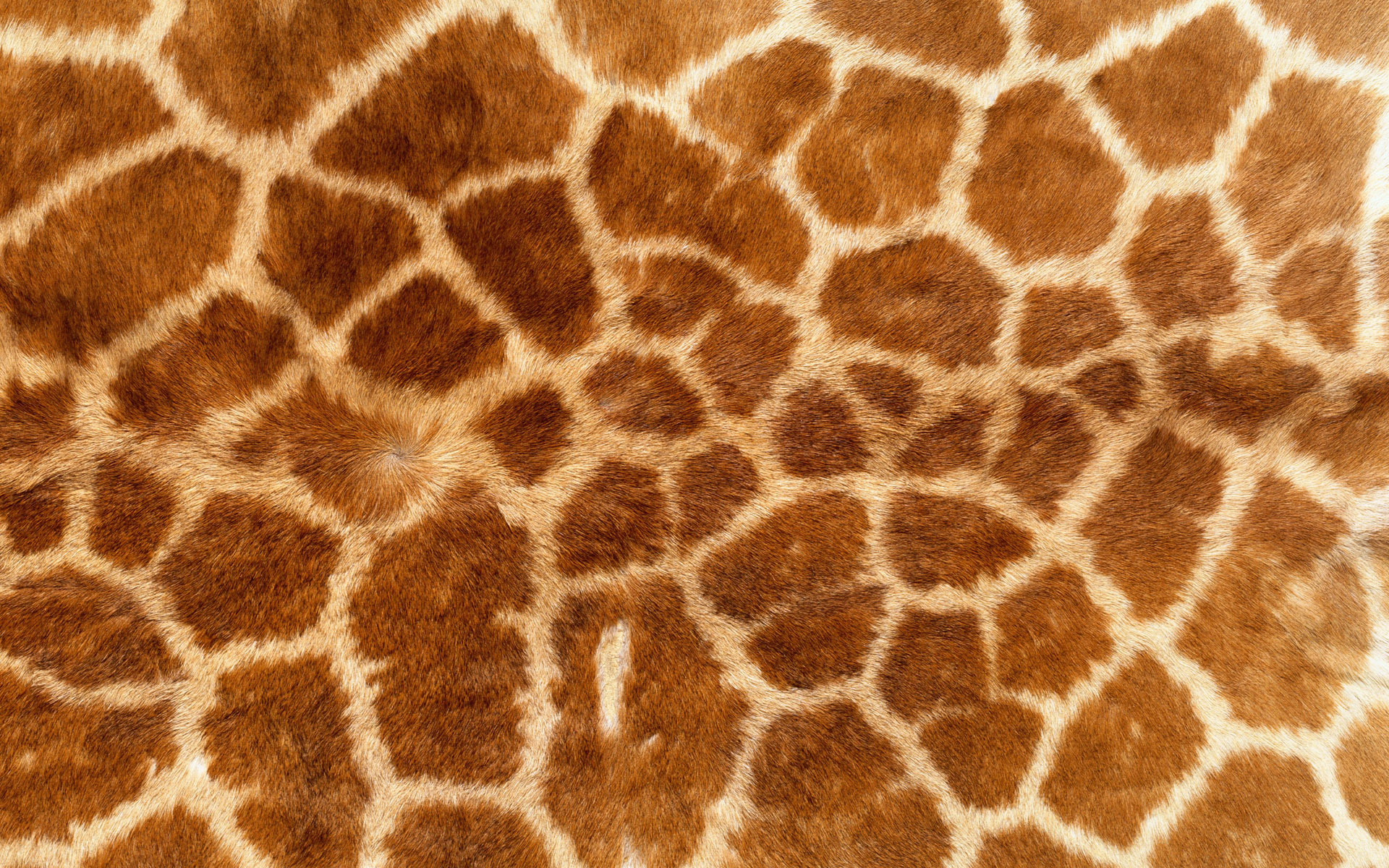 3d обои Кожа жирафа  текстуры # 82714