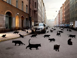 3d обои Черные кошки в городе  кошки