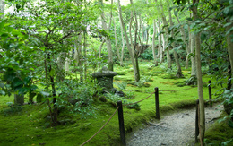 3d обои Японский сад  дороги