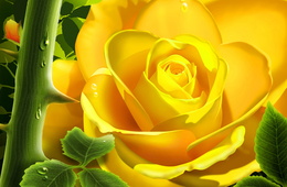 3d обои Желтая роза  капли