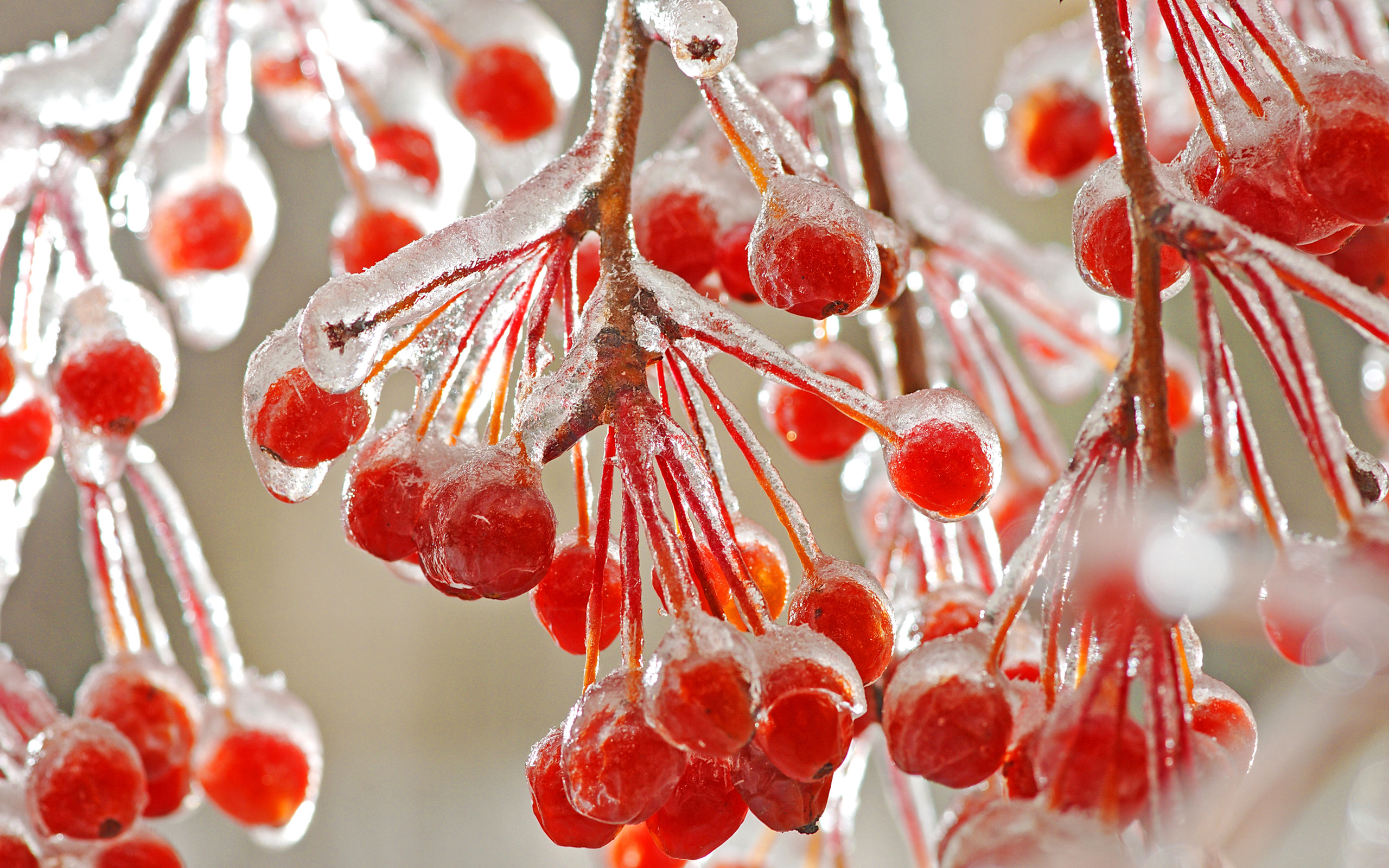 3d обои Мороз заморозил красивые красные ягоды рябины  зима # 40906