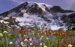 3d обои Снежные горы и цветочный луг у подножья  снег