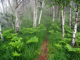 3d обои Берёзовый лес, в котором растет папоротник  1600х1200