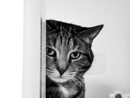 3d обои Кот изучающе смотрит на незванных гостей  кошки