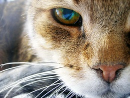 3d обои Кот с радужными глазами  глаза