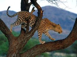 3d обои Леопард на дереве  леопарды