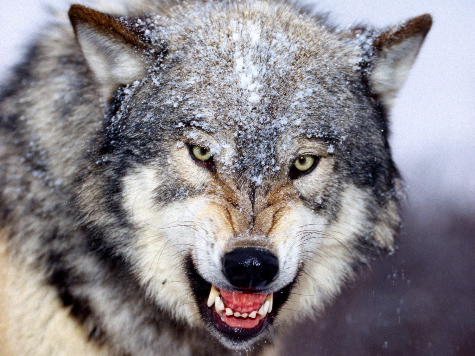 3d обои Волк угрожающе скалится  волки # 23390