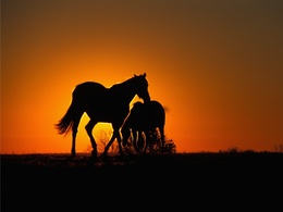 3d обои Лошади при заходящем солнце  лошади