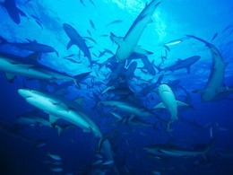3d обои Стая маленьких акулят  подводные