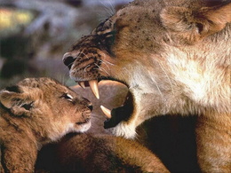 3d обои Львёнок со злой мамой  львы