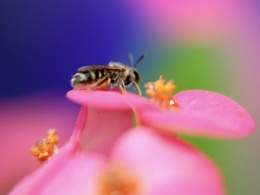 3d обои Пчела запасается нектаром, сидя на цветке  насекомые