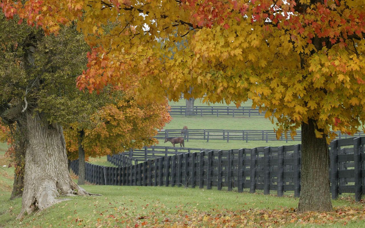 3d обои За старыми клёнами видны лошади. пасущиеся в загонах  осень # 68294