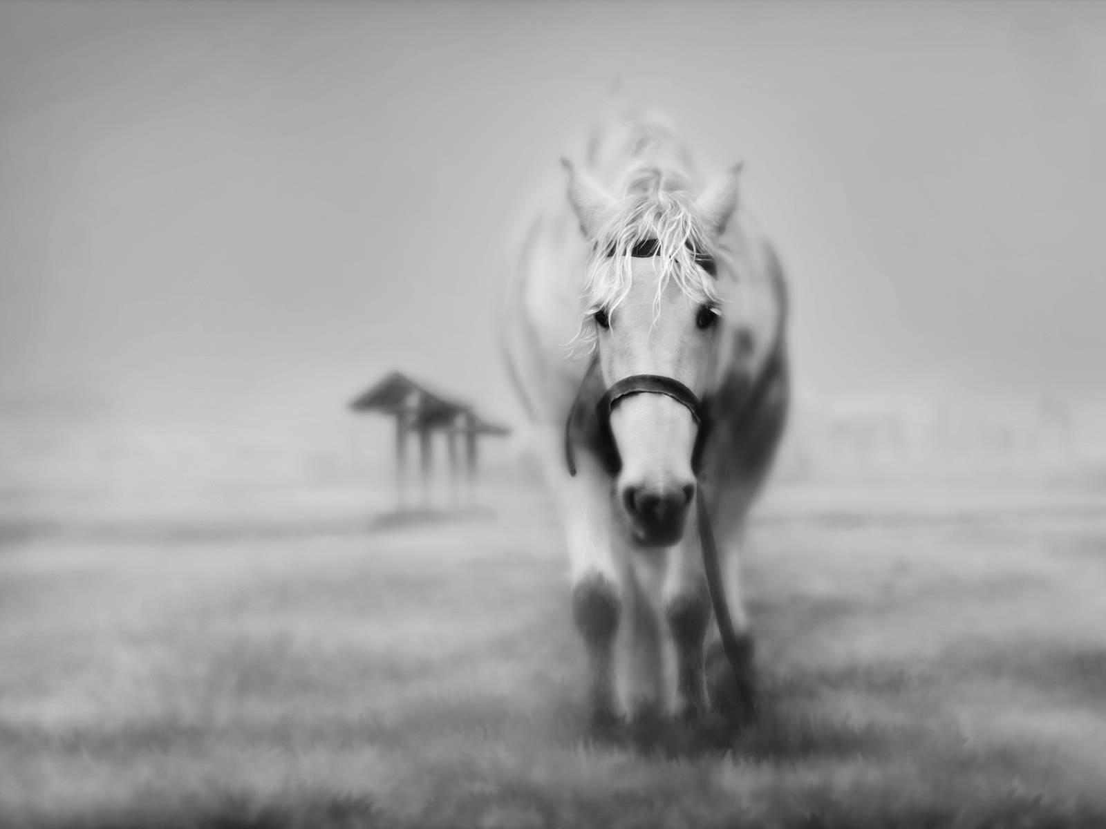 3d обои Силуэт лошади выступает из густого тумана  лошади # 51346