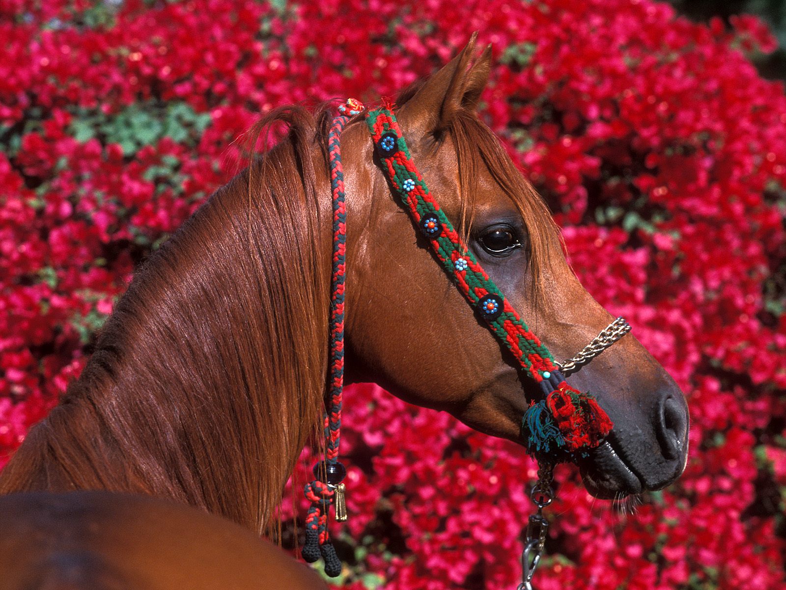 3d обои Конь в красивом убранстве, за ним поле прекрасных цветов  лошади # 51345