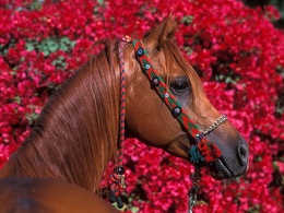 3d обои Конь в красивом убранстве, за ним поле прекрасных цветов  лошади