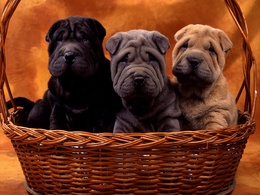3d обои Три щенка шар-пея в плетённой корзине  собаки