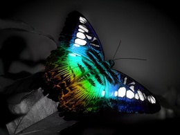 3d обои Бабочка с красивым рисунком на крылышках  насекомые