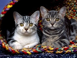 3d обои Две кошки уютно устроились в своём домике  1600х1200