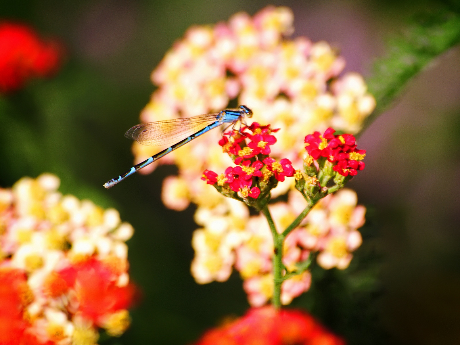 3d обои Голубая стрекоза села на красивый цветок  насекомые # 59949