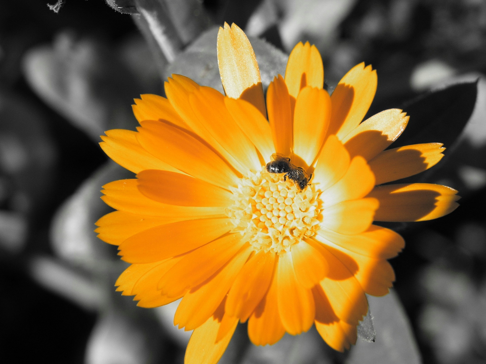 3d обои Пчёлка на жёлтом цветке  насекомые # 59947