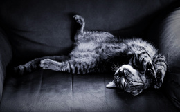 3d обои Котик изворачивается на диване, стараясь лечь поудобнее  милые