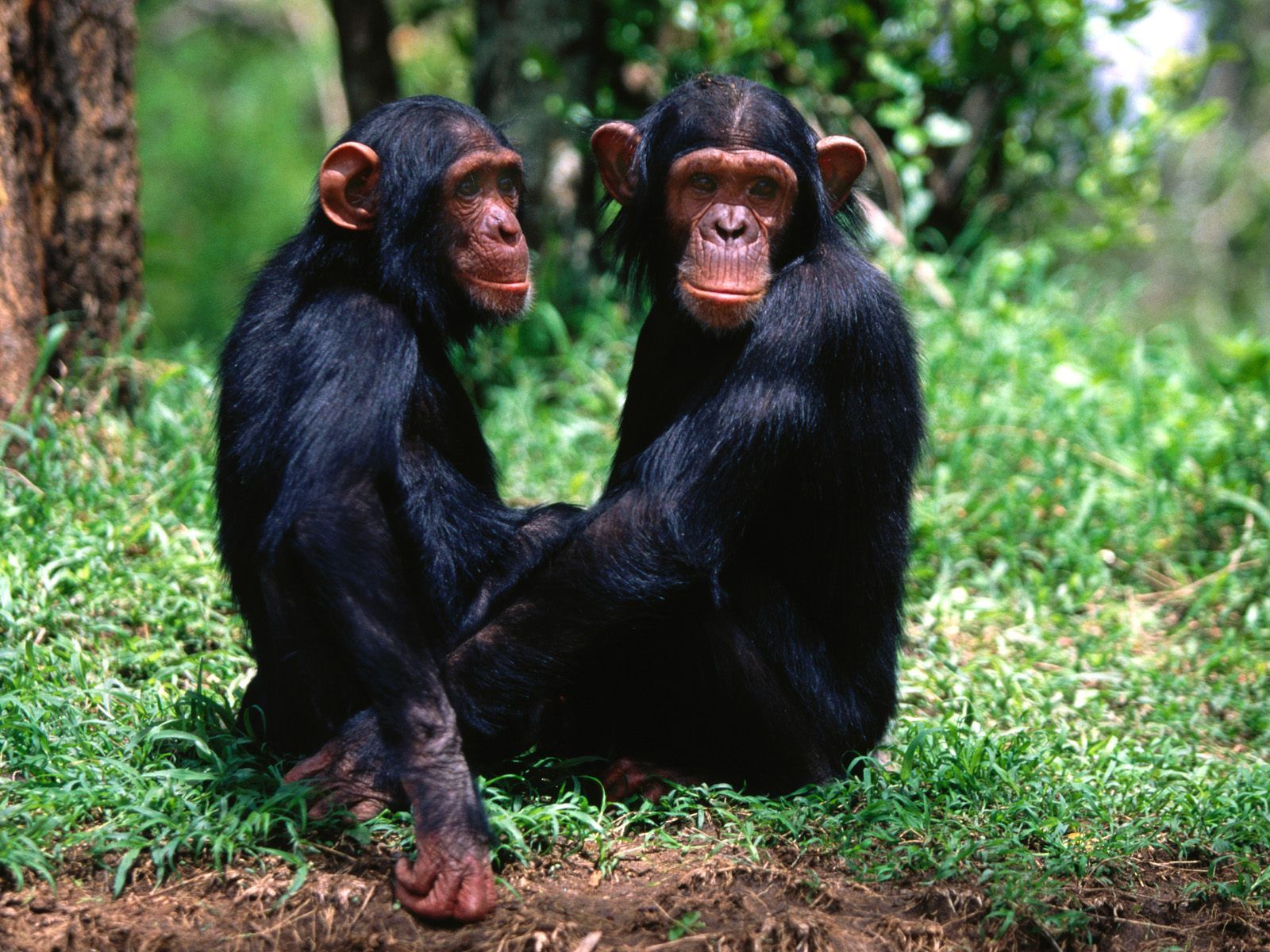 3d обои Парочка обезьян подозрительно смотрит  на фотографа  обезьяны # 67917