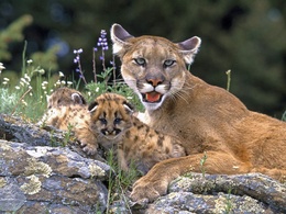 3d обои Мама со своим кошачьим семейством  леопарды