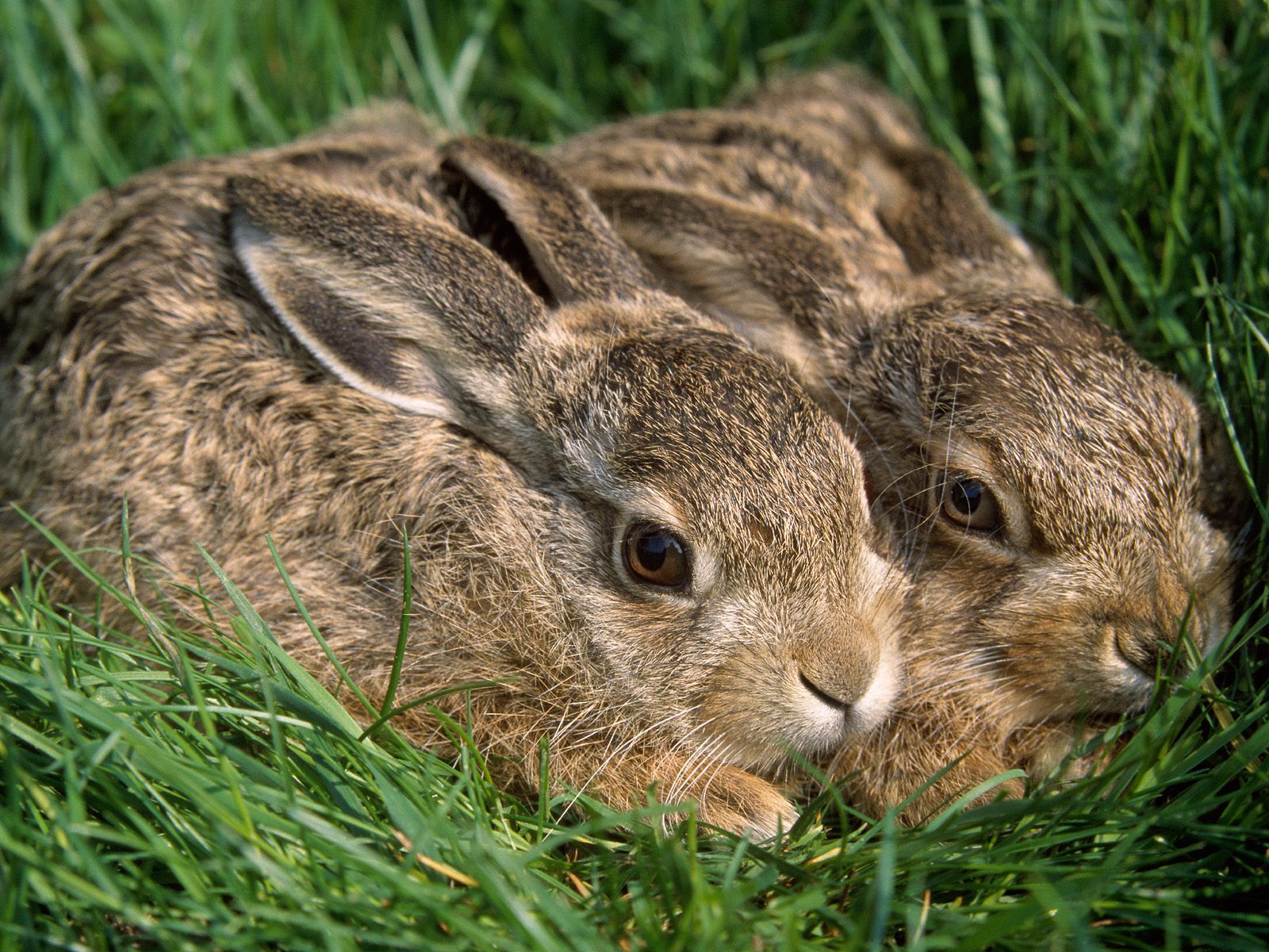 3d обои Зайчата спрятались в траве  кролики # 49080
