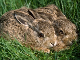 3d обои Зайчата спрятались в траве  кролики