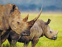 3d обои Носороги пасутся на лугу  1600х1200