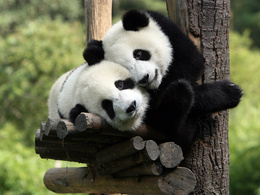 3d обои Панды сидят на дереве  медведи
