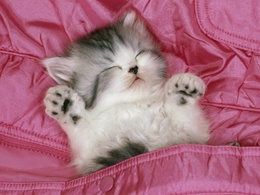 3d обои Котёнок спит в розовой постели  милые
