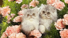 3d обои Котята сидят в гвоздиках  кошки