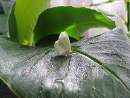 3d обои Бабочка на листике  листья