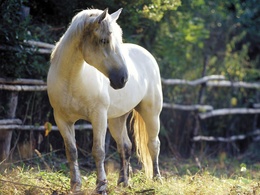 3d обои Белый конь в загоне  лошади
