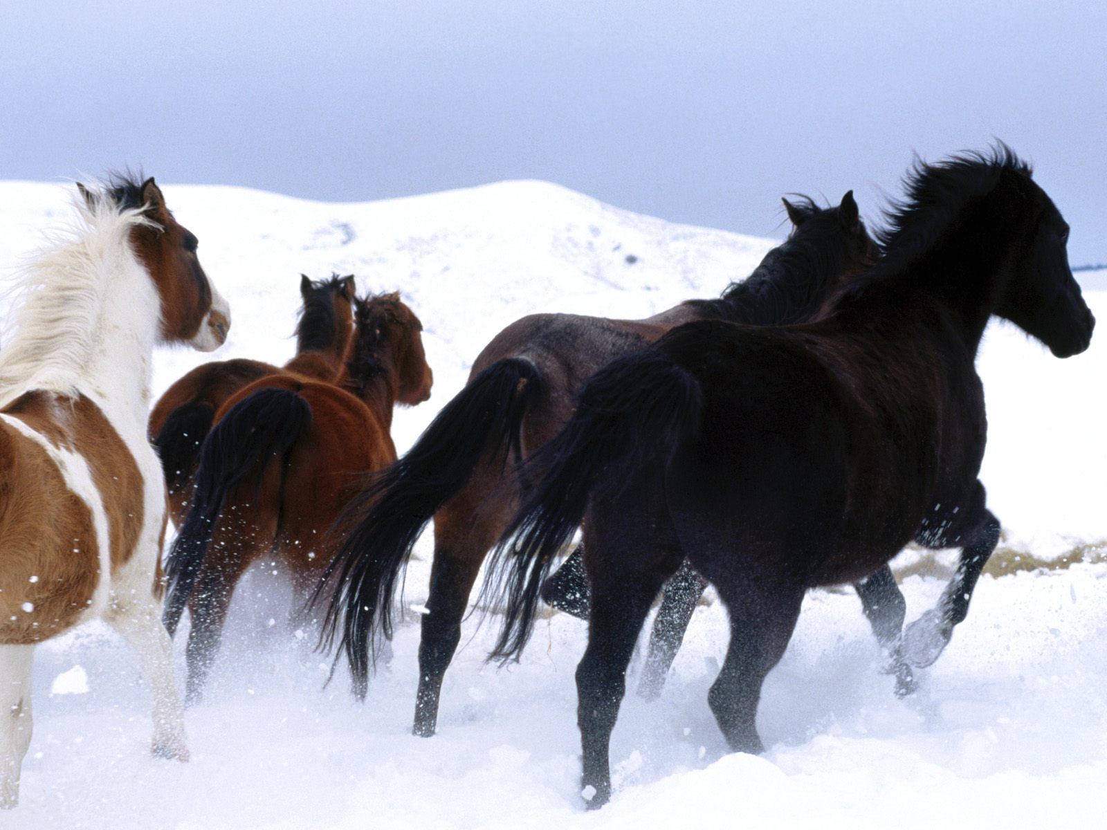 3d обои Табун коней в горах  зима # 40945