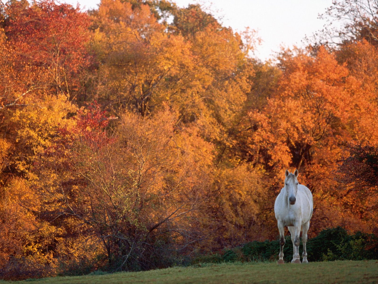 3d обои Белый конь среди красивой природы  лошади # 51330