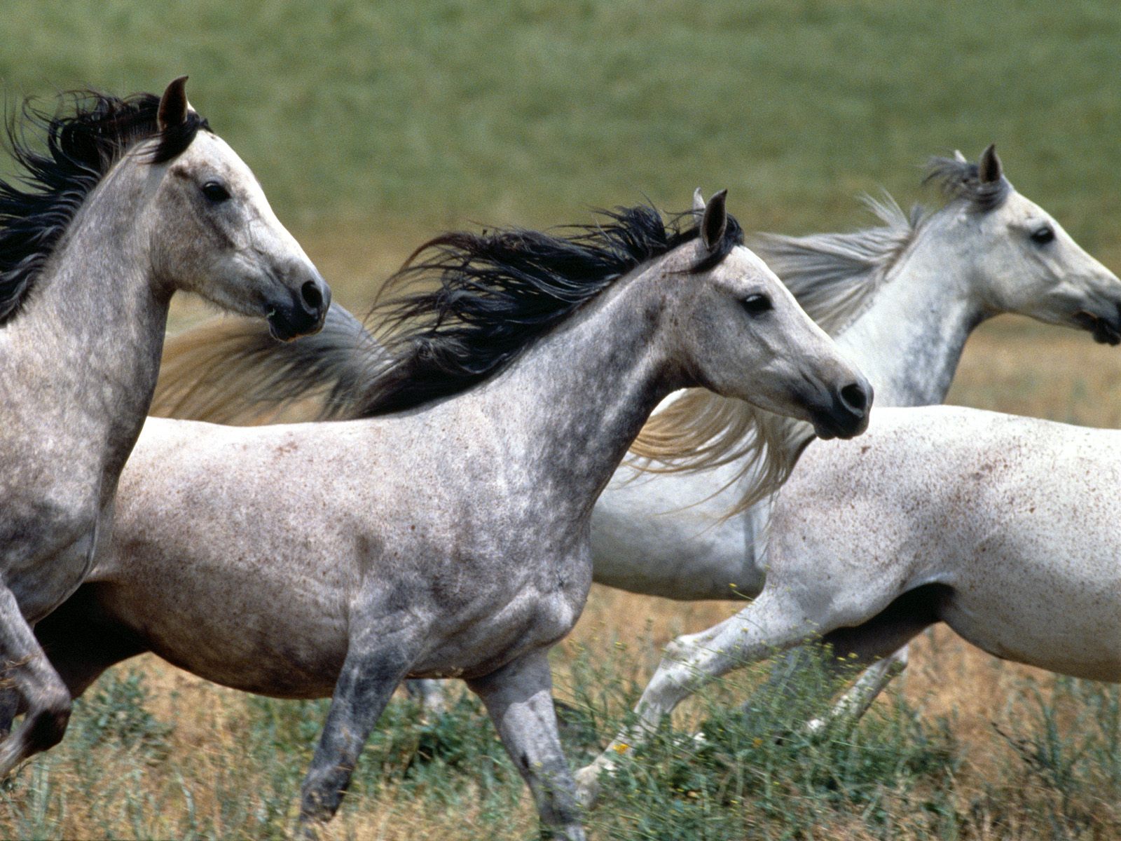3d обои Пепельные лошади  лошади # 51329
