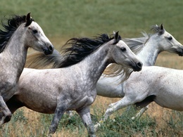 3d обои Пепельные лошади  лошади