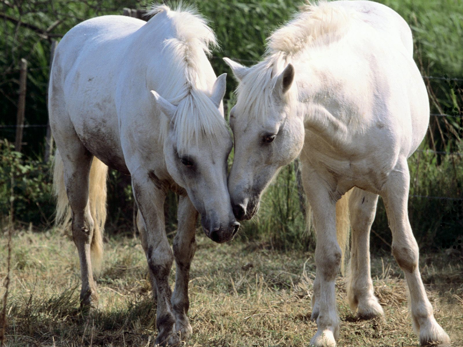 3d обои Обнимание белых лошадей  лошади # 51328