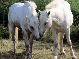 3d обои Обнимание белых лошадей  лошади