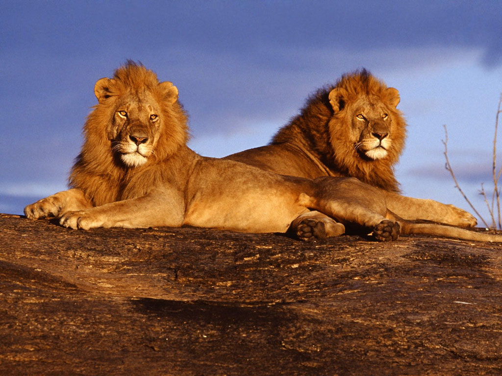 3d обои Львы отдыхают  львы # 51608