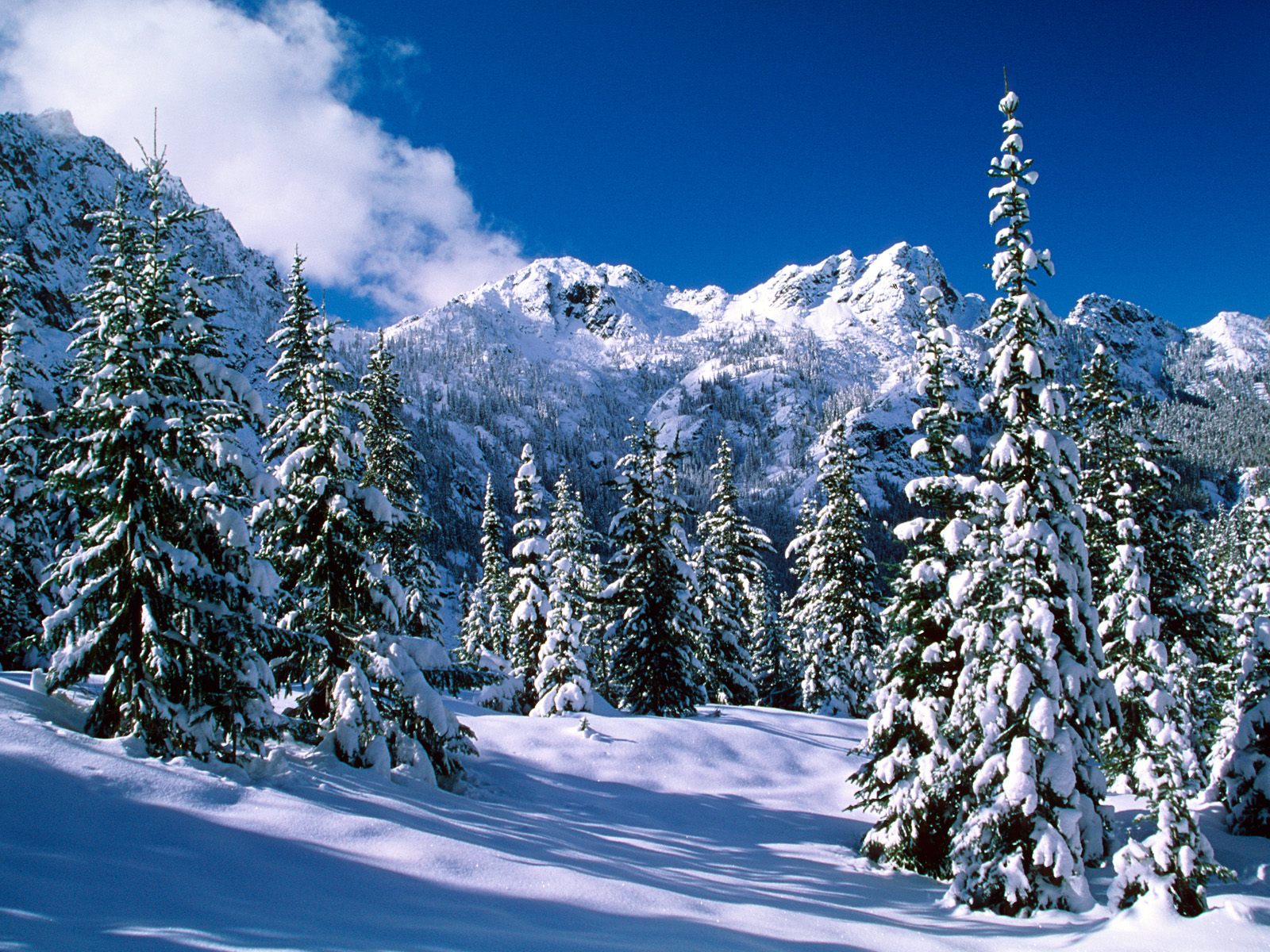 3d обои Красивый лес зимой  1600х1200 # 5754