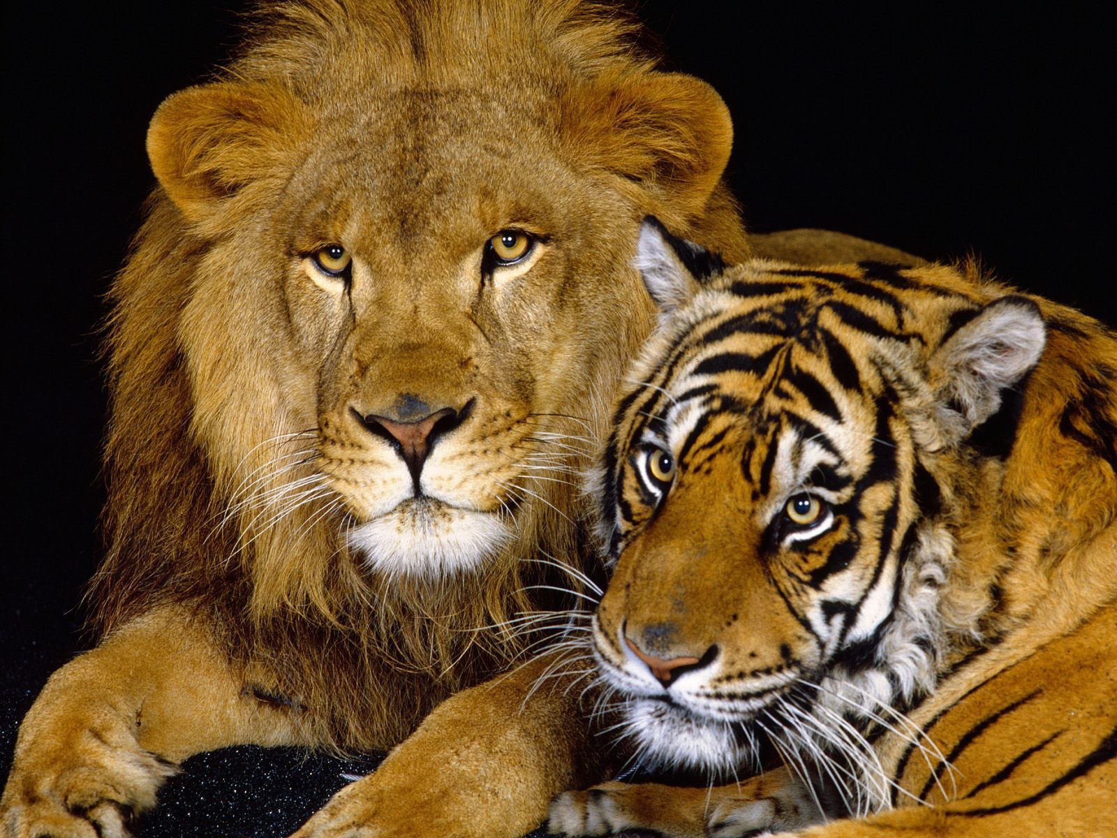 3d обои Лев и тигр  львы # 51607