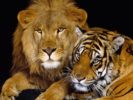 3d обои Лев и тигр  львы