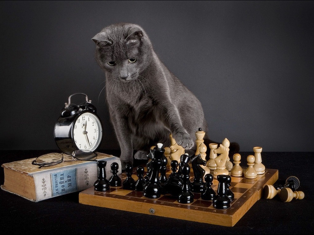 3d обои Кот играет в шахматы  игры # 41722