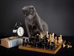 3d обои Кот играет в шахматы  1024х768