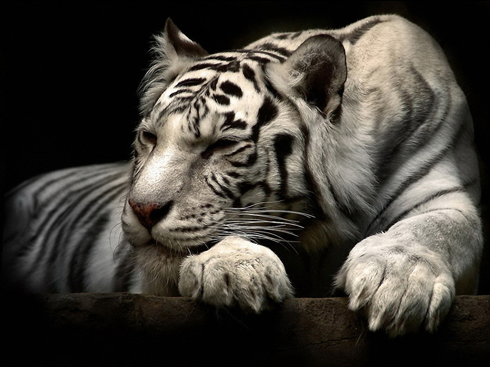 3d обои Белый тигр очень устал  1600х1200 # 5732
