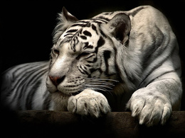 3d обои Белый тигр очень устал  тигры
