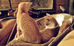 3d обои Два рыжих кота уютно устроились  милые
